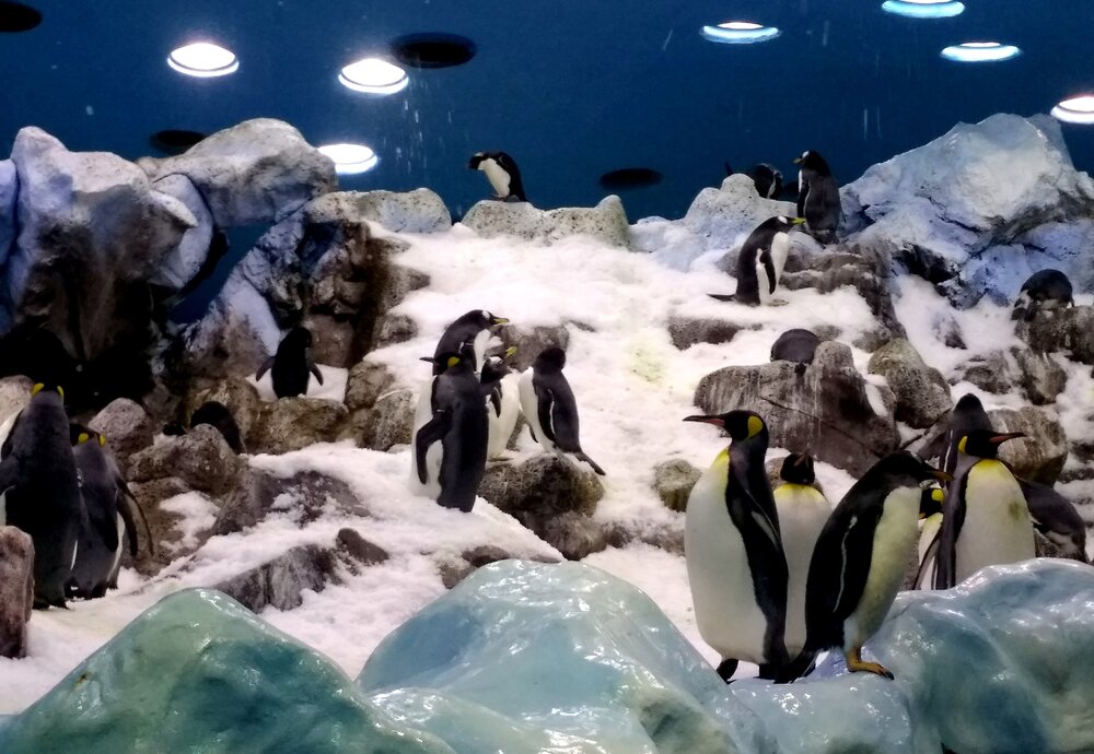 В Лоро Парке находится самый большой пингвинарий в мире
