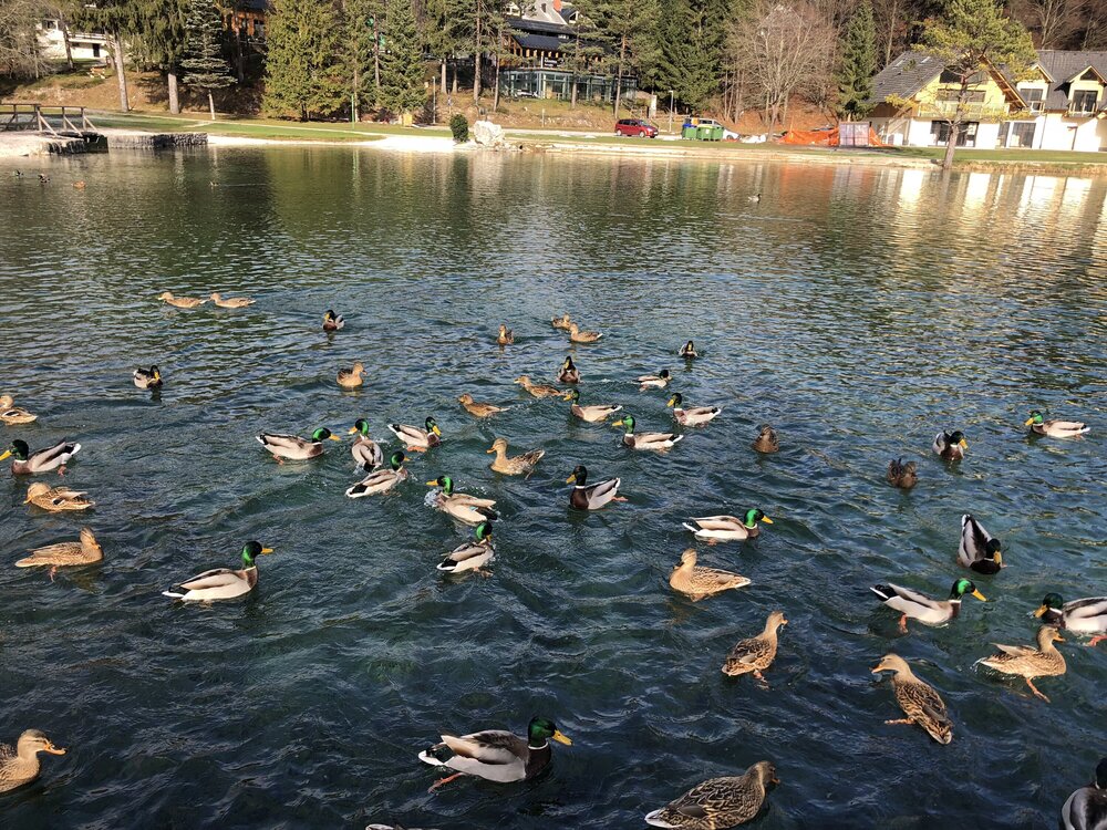 На озере круглый год живут утки. Кормить их не разрешено, но все кормят