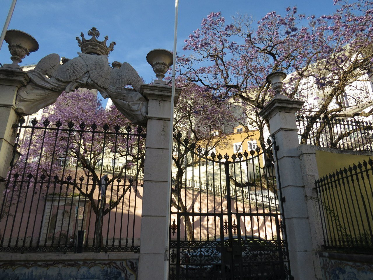 Цветение жакаранды в Лиссабоне