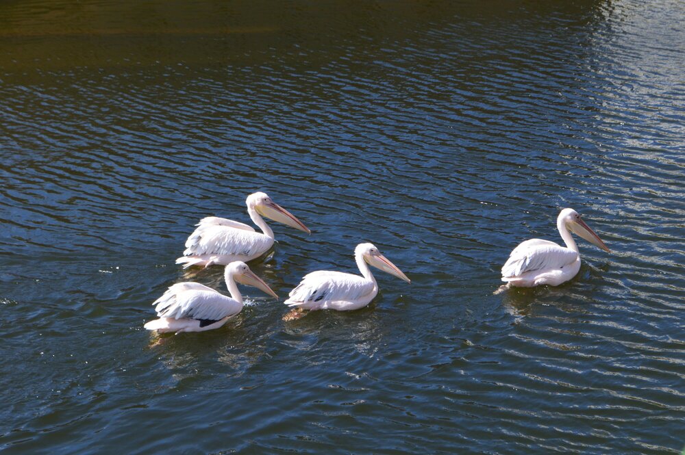 В канале около музея я впервые увидела пеликанов