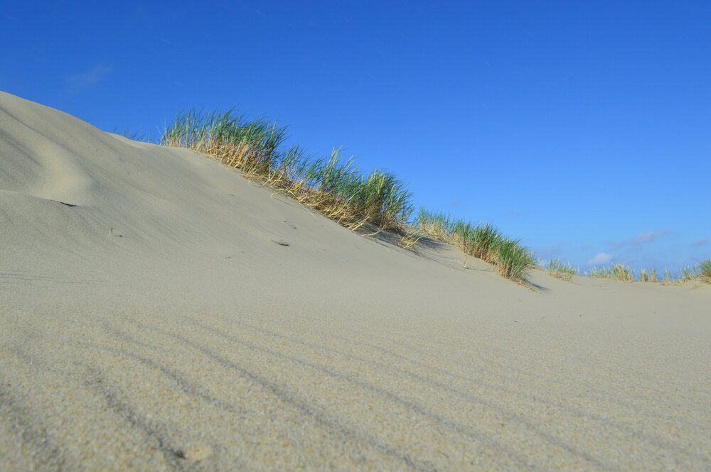 На дюнах выживают только растения с цепким корневищем - вейник, колосняк