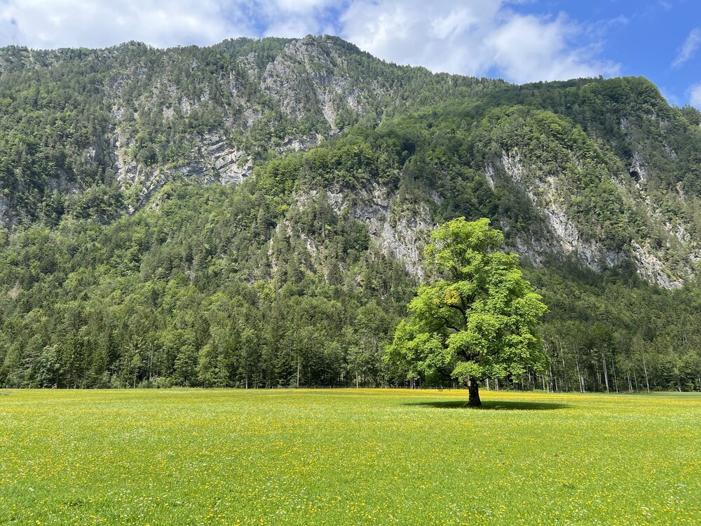 Вековая липа Логарской долины - самое фотографирумое из охраняемых деревьев Словении