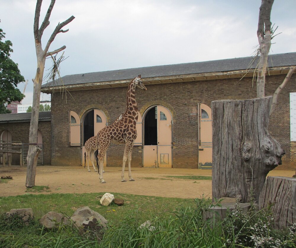 Лондонский зоопарк. Вольер с жирафами