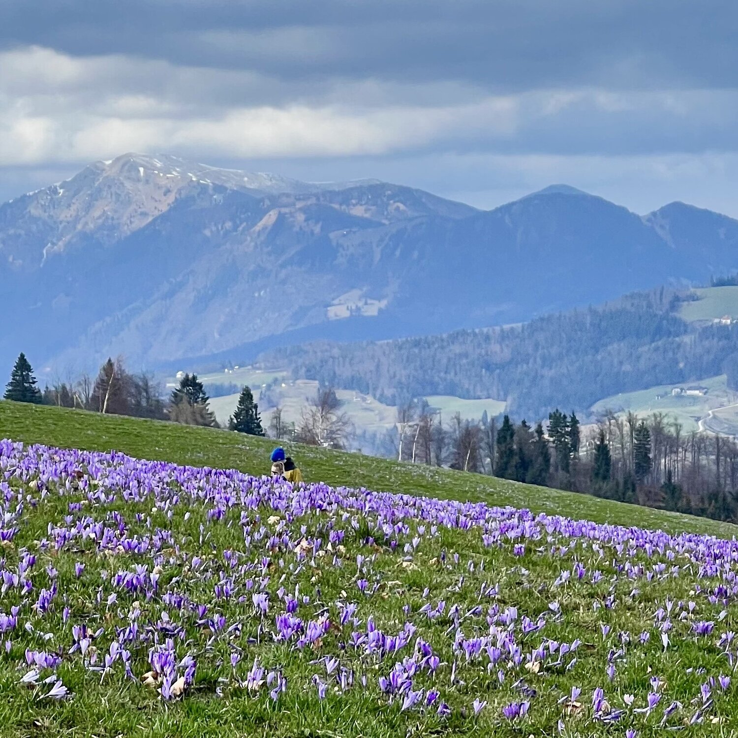 Треккинг в Словении: три маршрута на Mrzli vrh к полям крокусов