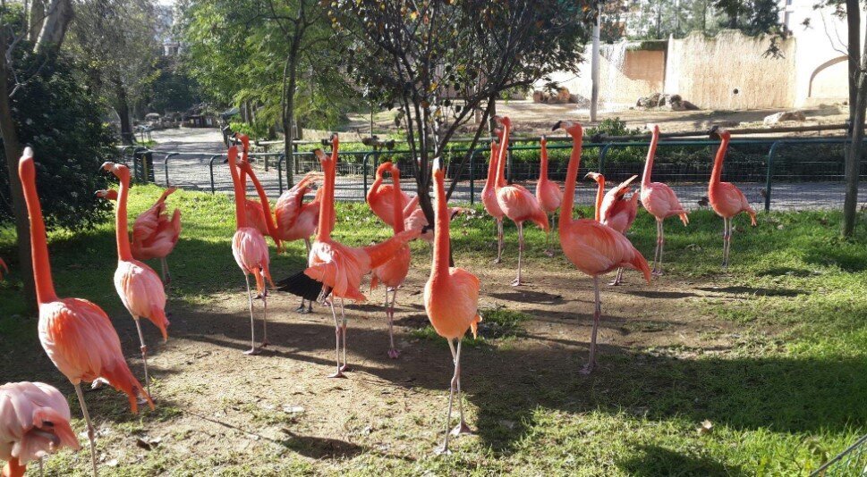 Pink flamingos, a favorite subject for tourist photos.