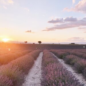 Where are the best lavender fields in Provence and how to reach them