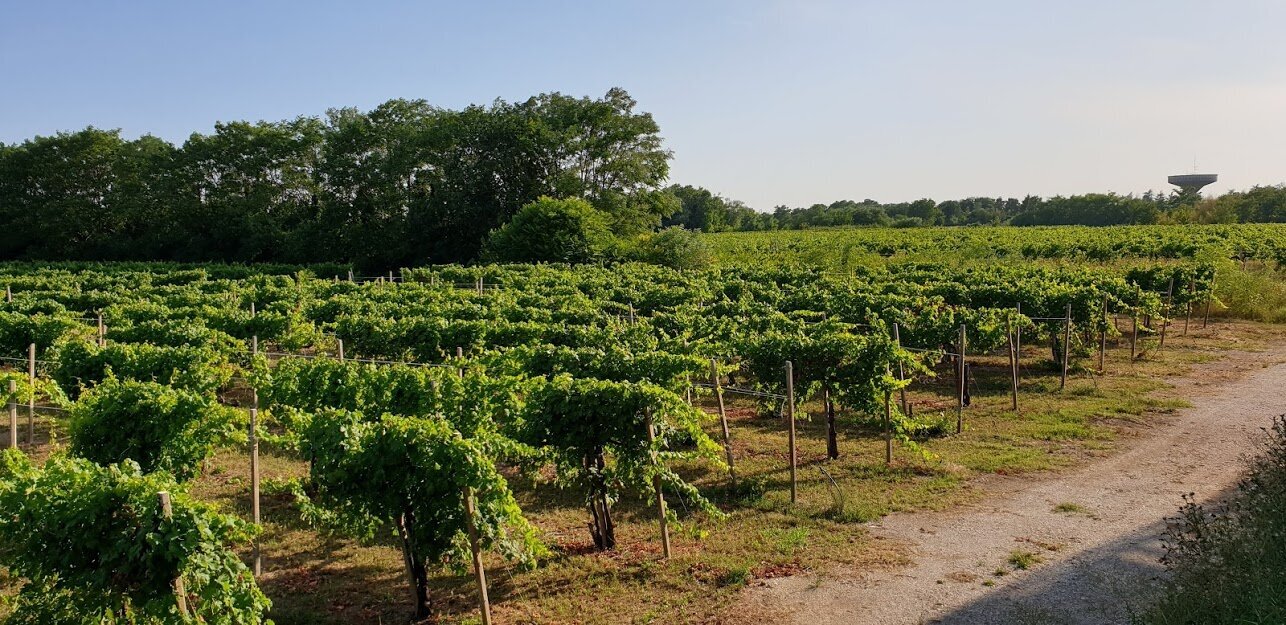 Wine Routes in Puglia