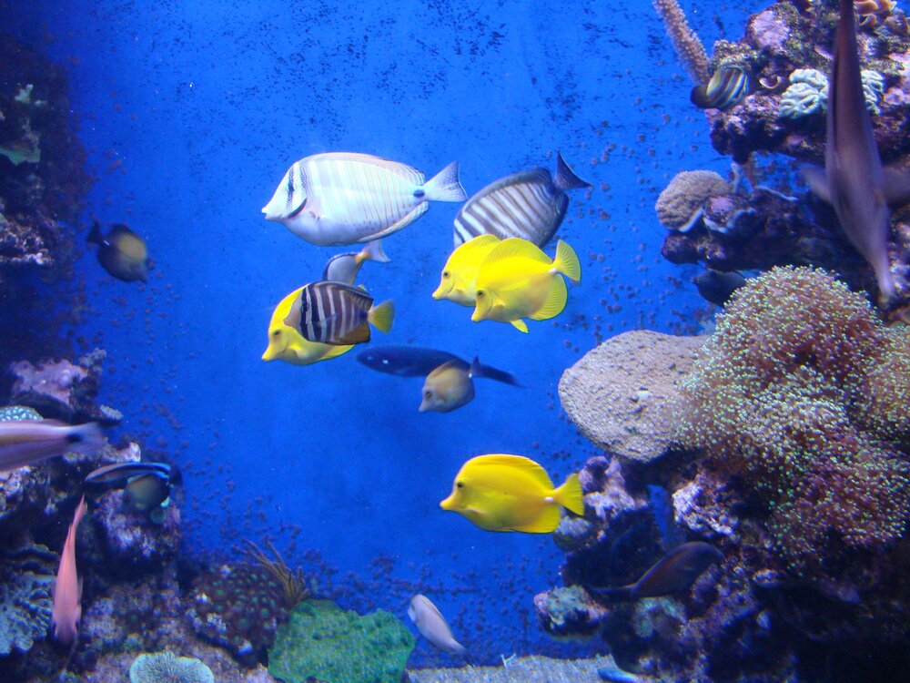 Palm Aquarium
