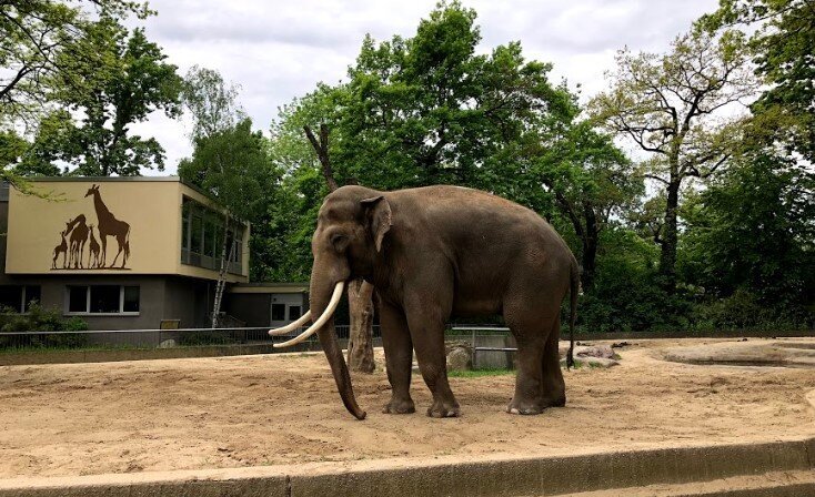 An elephant in the Berlin Zoo