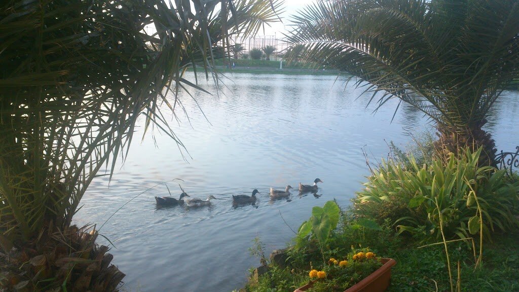 Ducks in the lake near Adjara House