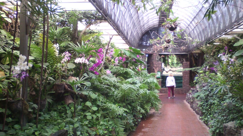 The orchid garden in Loro Parque
