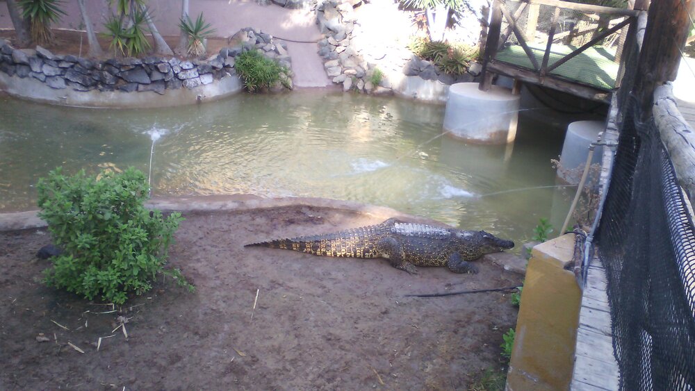 Crocodile in the monkey park