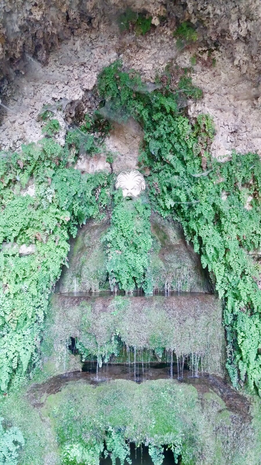 Plants turning to stone. Pomona Grotto