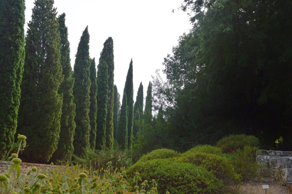 The cypress trees here are huge