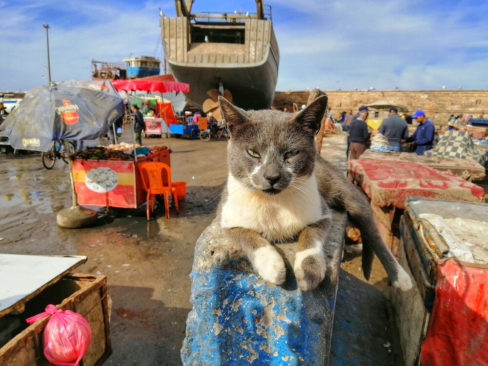 A posing cat in the harbor