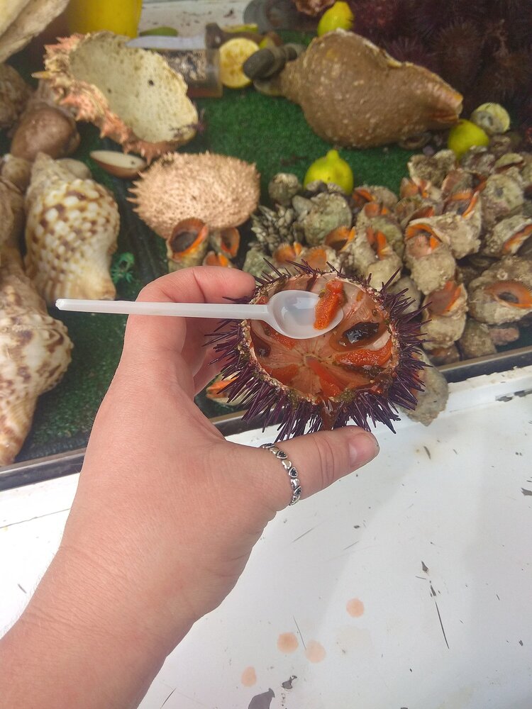 Sea urchin on the harbor counters