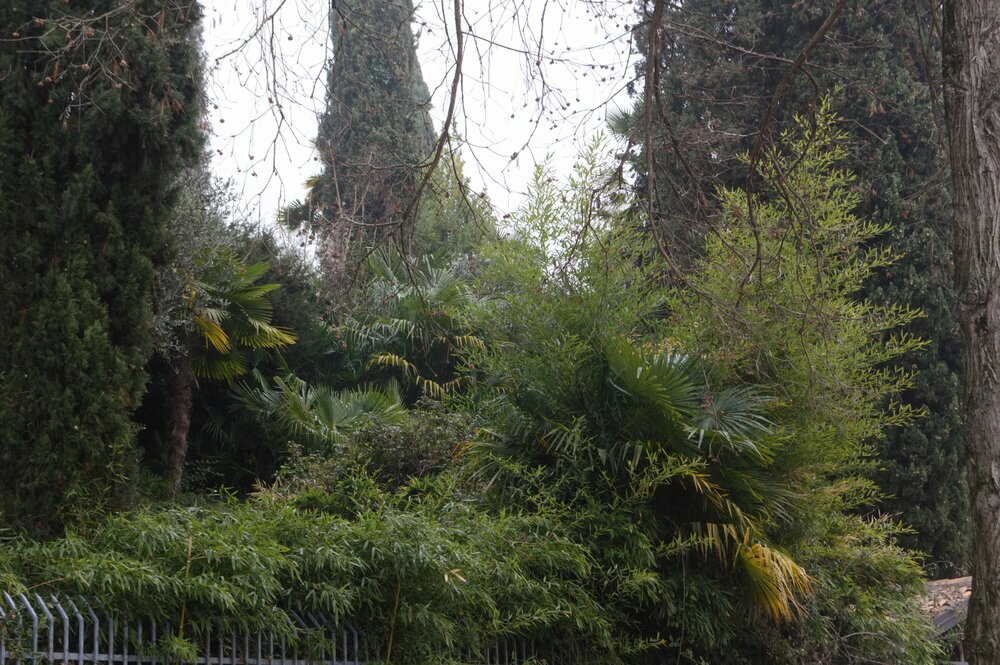 Некоторые части сада виллы Сербеллони похожи на настоящий лес