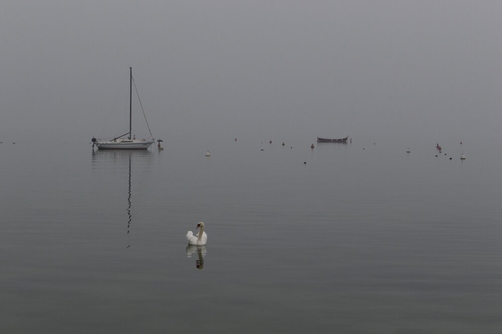 Одинокие лебеди на озере