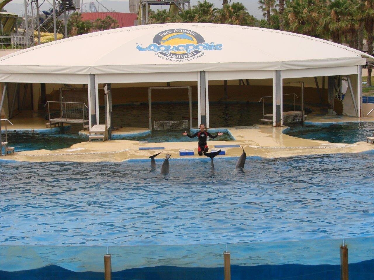 Dolphin shows at Aquapolis