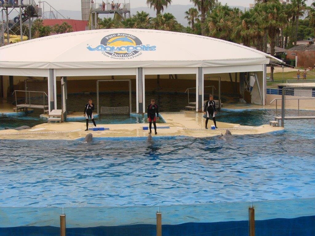 Dolphin shows at Aquapolis