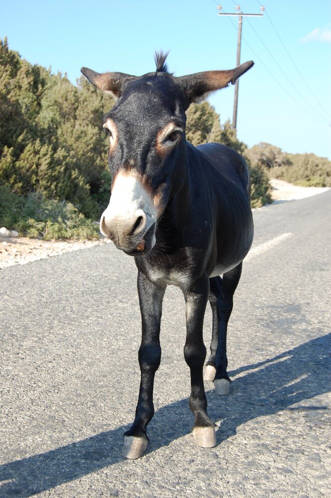 Donkeys on their way to the cape begging for food from passersby