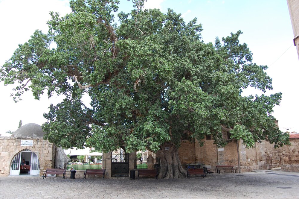 That ancient ficus is a sight in itself