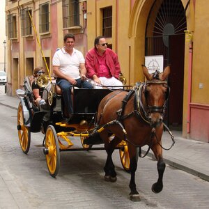 Buses, streetcars, metro, bicycles and scooters: all public transportation in Seville