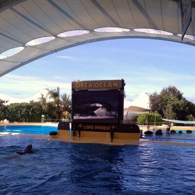 Everything you need to know about Loro Parque in Tenerife: how to prepare and how not to miss the most interesting things