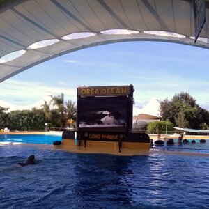 Everything you need to know about Loro Parque in Tenerife: how to prepare and how not to miss the most interesting things