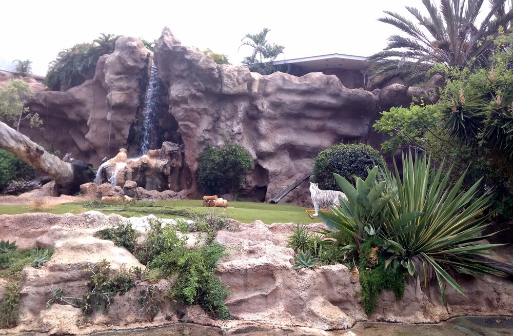 The white Bengal tiger has a large enclosure, so it