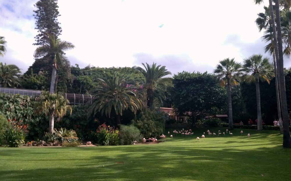 Pink flamingos roam freely in the clearing and sometimes come quite close to visitors