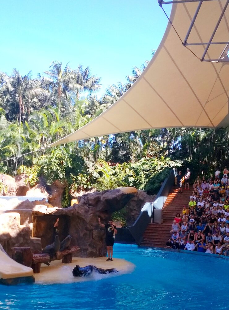 The sea lion very naturally pretended to be sick and waited for help from the trainer