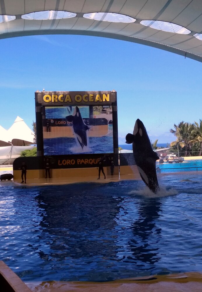 The power and ease with which orcas leap out of the depths of the pool is awe-inspiring