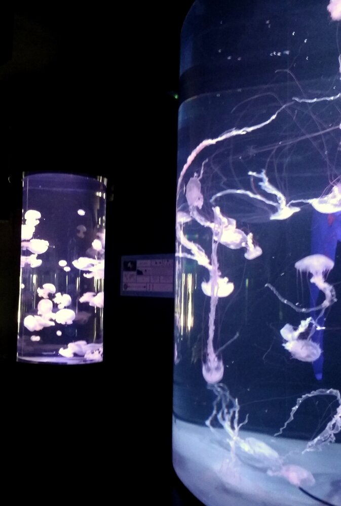 The jellyfish room looks very mysterious.