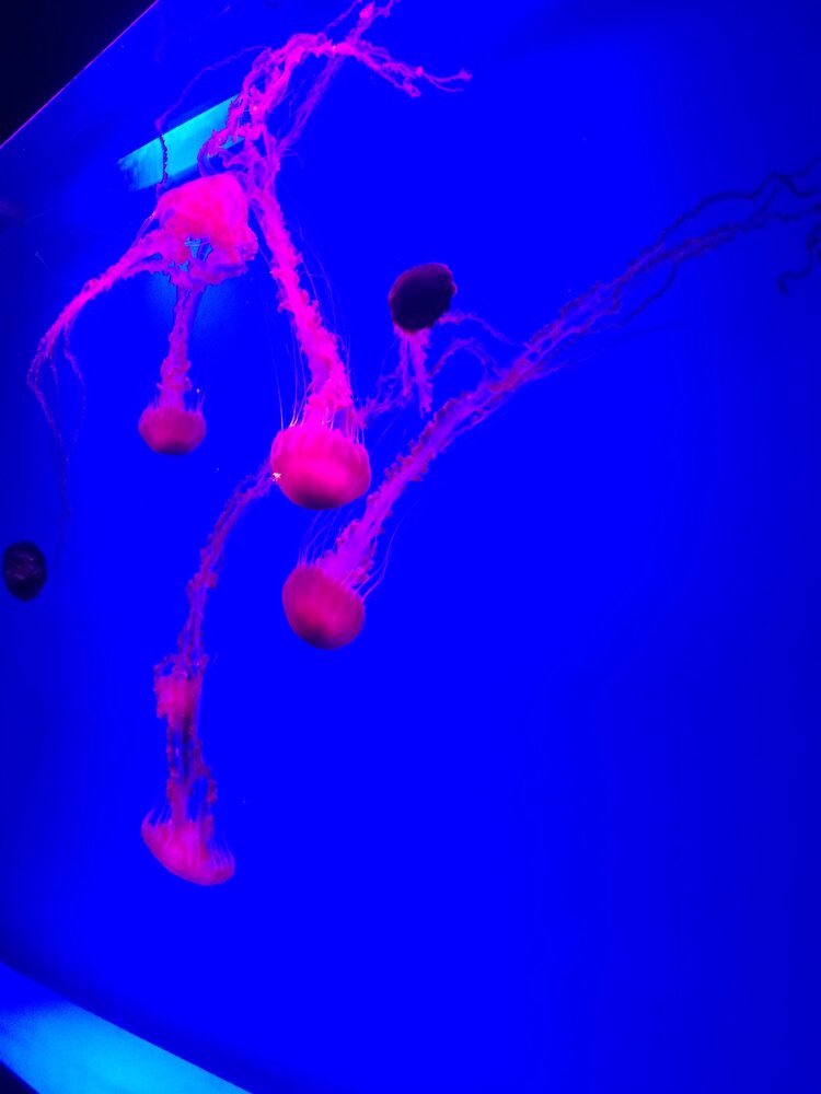Large and small, glowing, transparent and colorful jellyfish swim in huge flasks of water