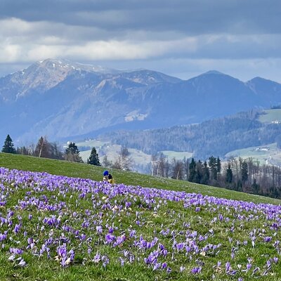 Trekking in Slovenia: three routes on Mrzli vrh to crocus fields