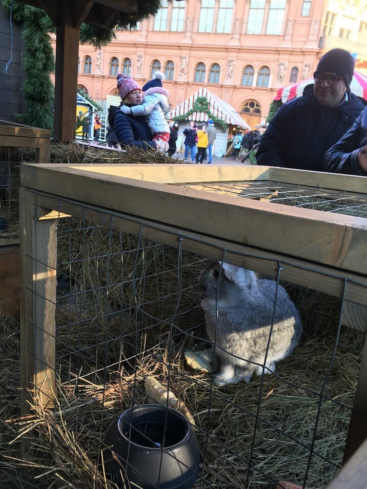 Дом кроликов на Домской площади