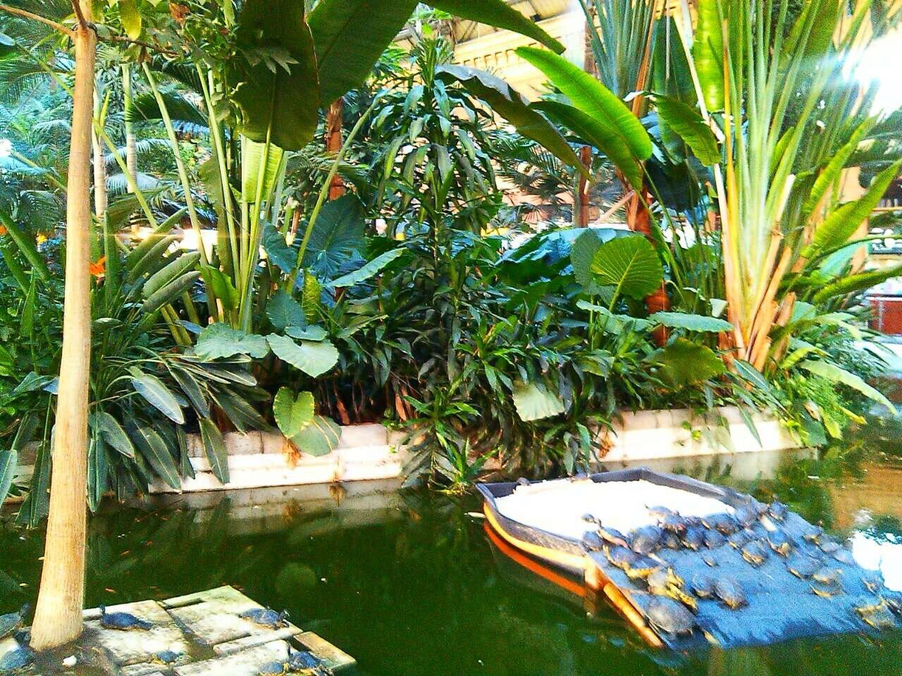 The turtle pond inside Atocha.