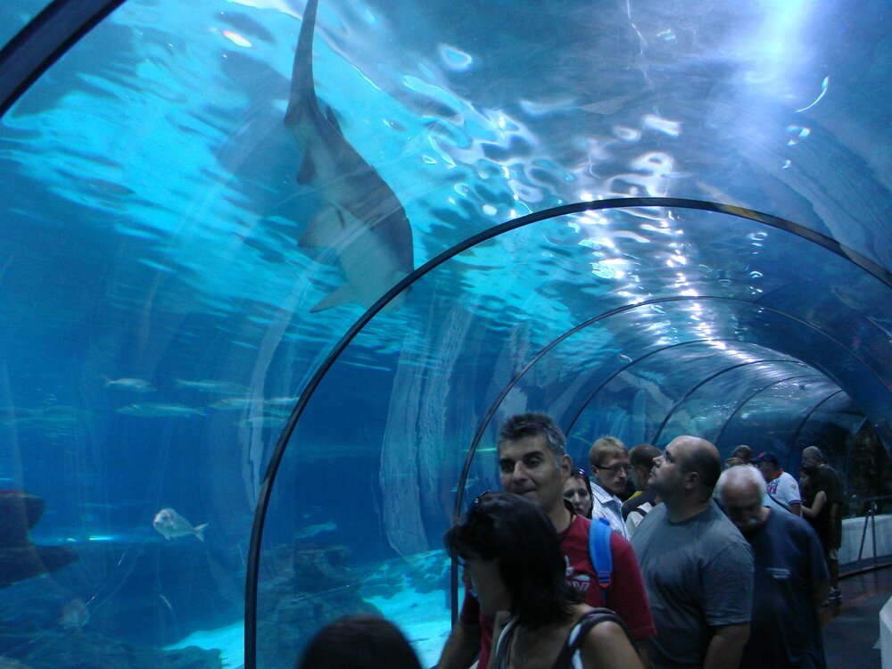 A tunnel in the Barcelona Aquarium